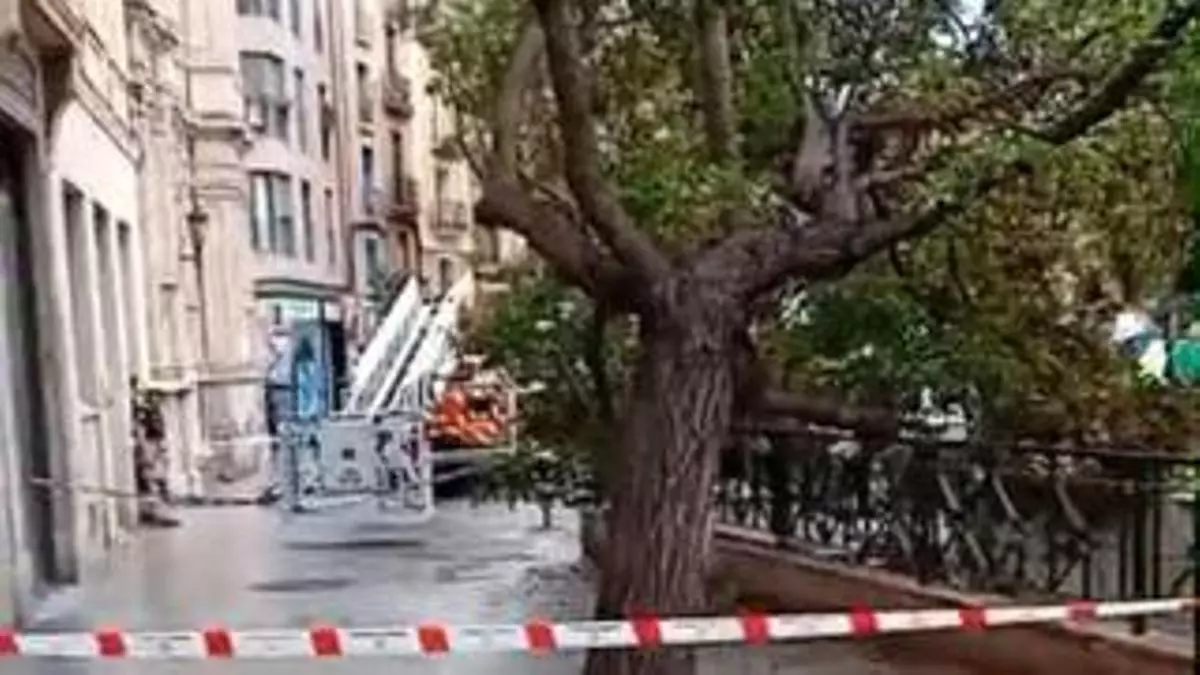 Susto en pleno centro de Zaragoza: "Es el tercer árbol que se cae en un año. El próximo puede matar a alguien"