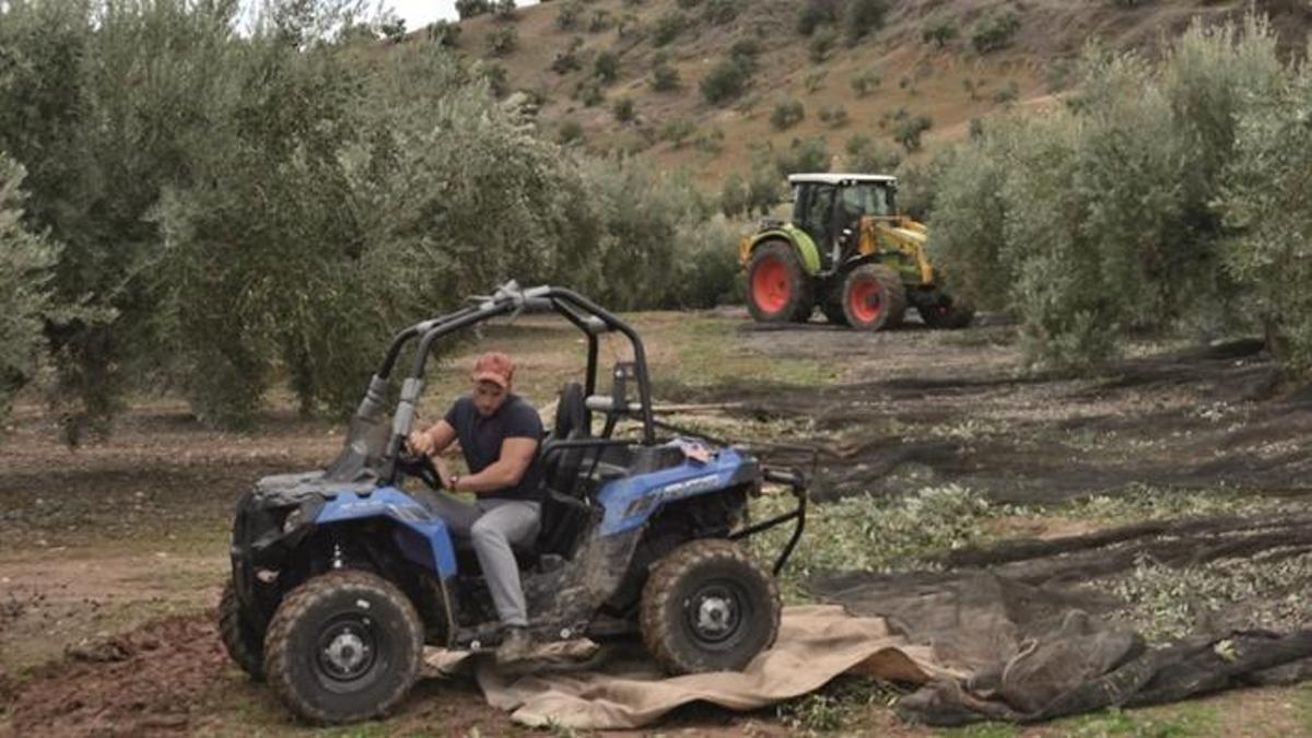 El cultivo del olivar es el que recibe más ayudas de la PAC, ayudas que son fundamentales para sostener la renta de los productores.