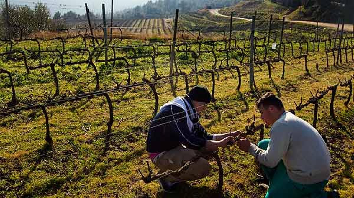 Una visita a las viñas de la finca Can Calopa, en Collserola.