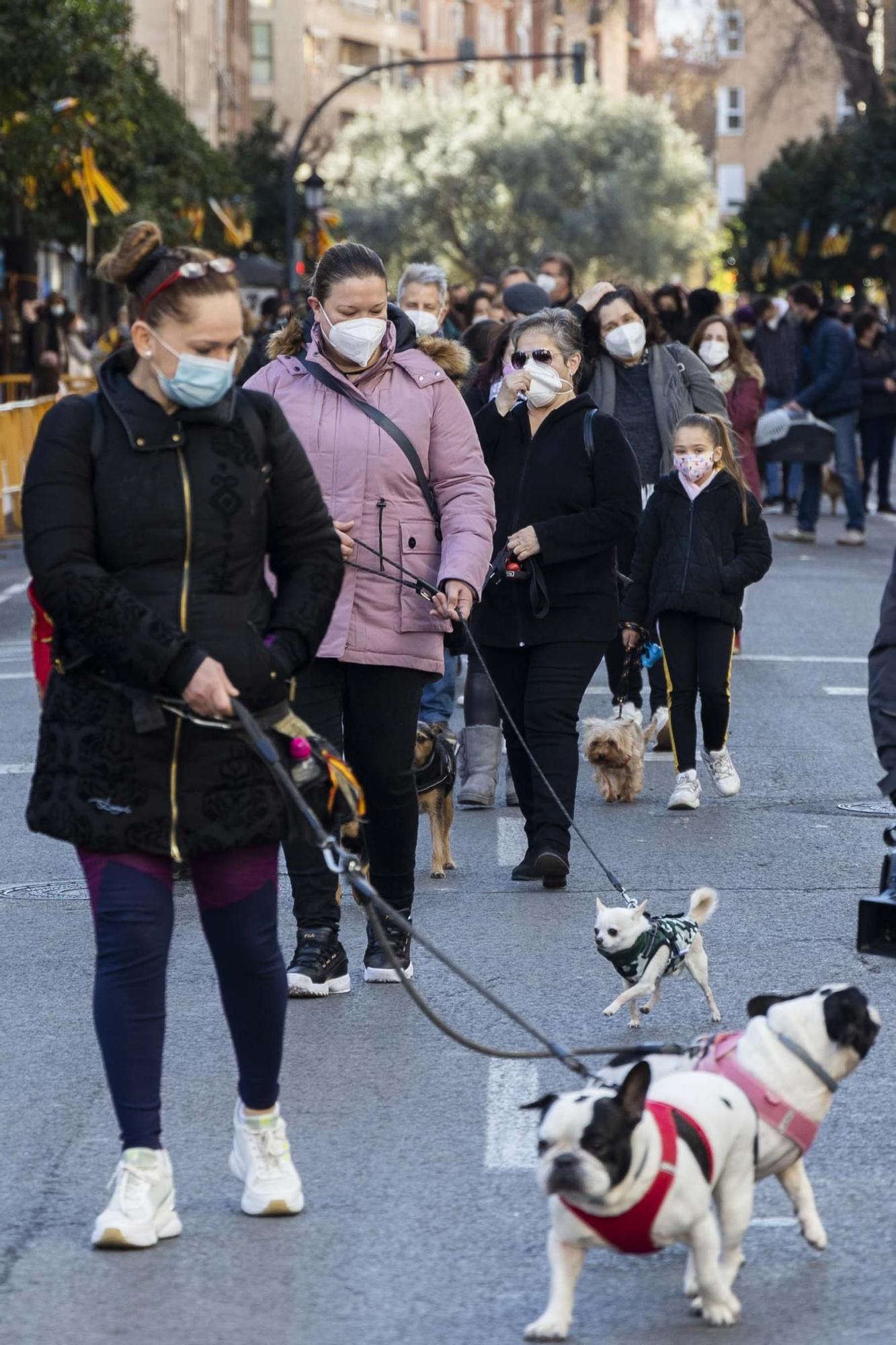 Búscate en la bendición de animales de Sant Antoni