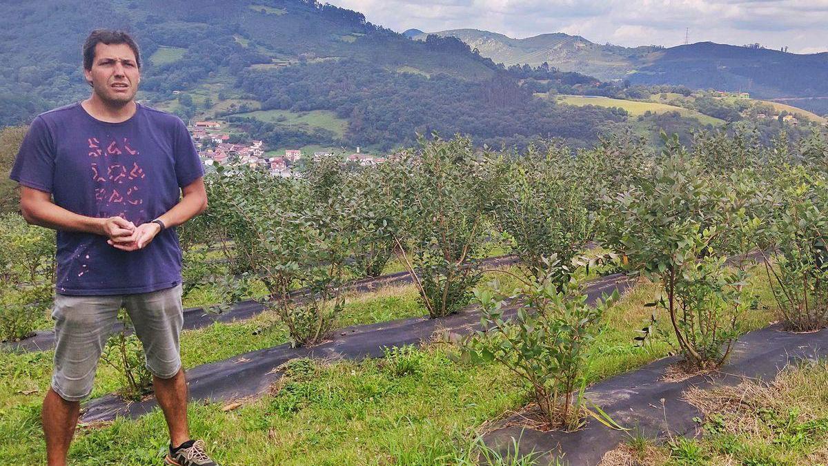 Samuel Morán, en una de las plantaciones de Morán Berries, en el monte de Tellego.