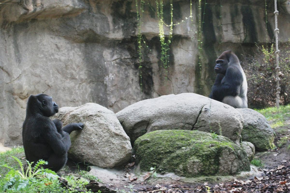 Gorilas en el Zoo de Barcelona.