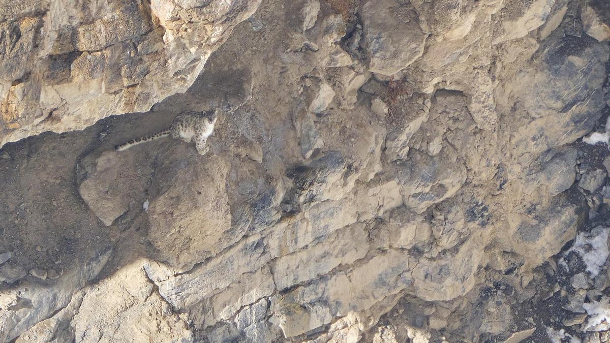 El leopardo de las nieves, al fondo del barranco, mira al fotógrafo.