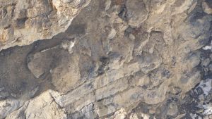 El leopardo de las nieves, al fondo del barranco, mira al fotógrafo.