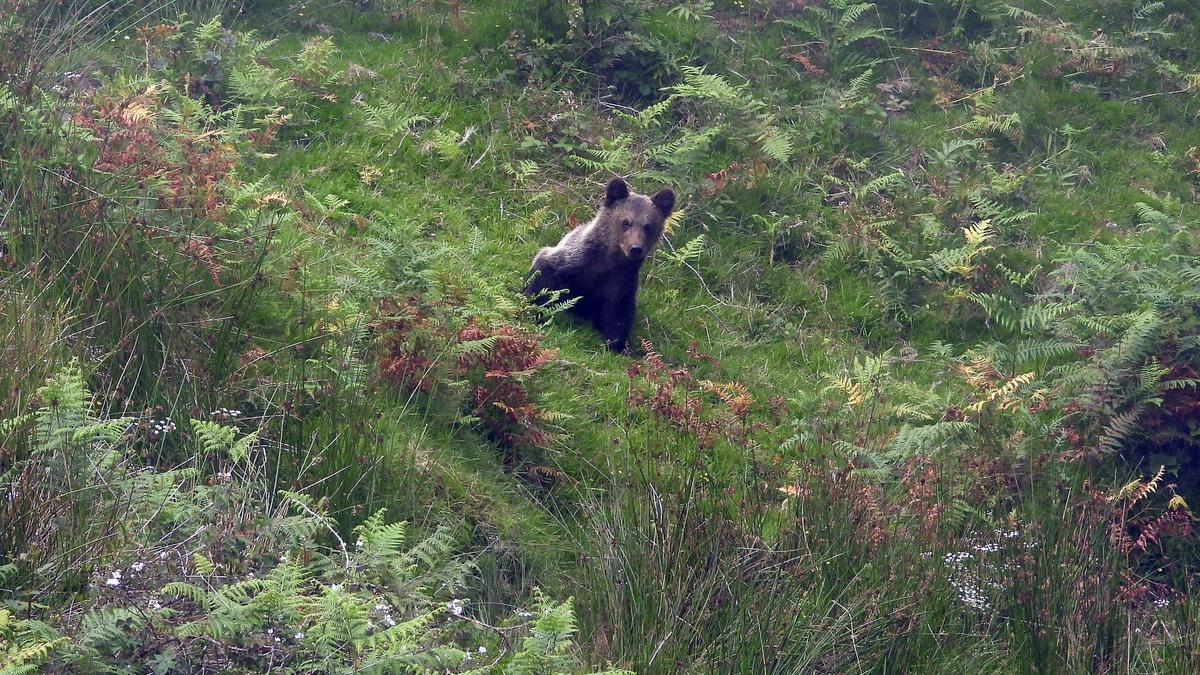 Reintroduccion osezno Pico Caldoveiro