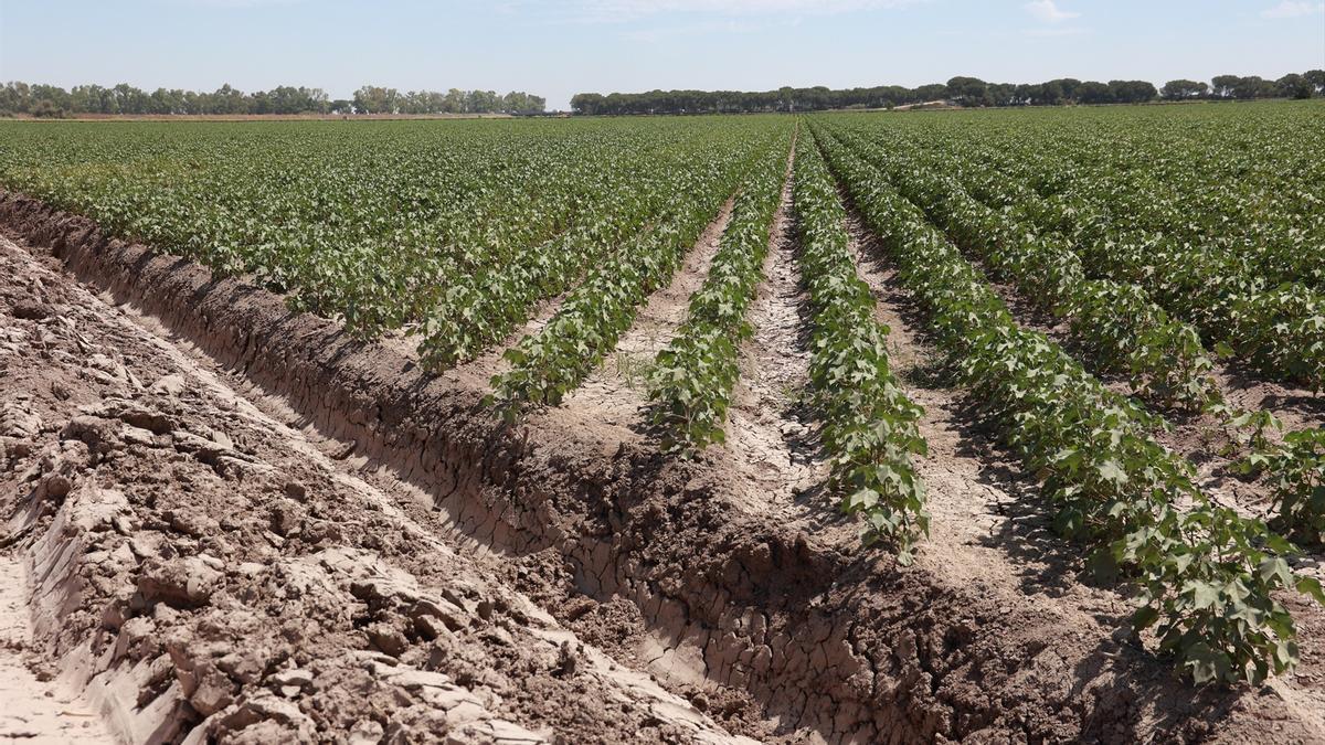 Obras de los regadíos de las Marismas del Guadalquivir.