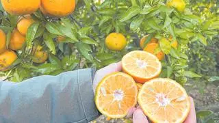 Alarma en la naranja: temor ante el aumento de la ‘pinyolà’ y una caída de ventas