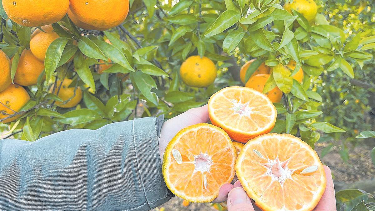 Imagen de la pinyolà en naranjas de Castellón.