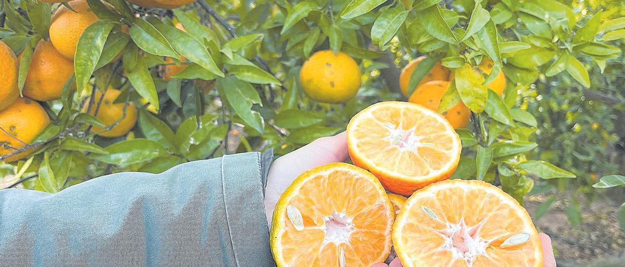 Alarma en la naranja: temor ante el aumento de la ‘pinyolà’ y una caída de ventas