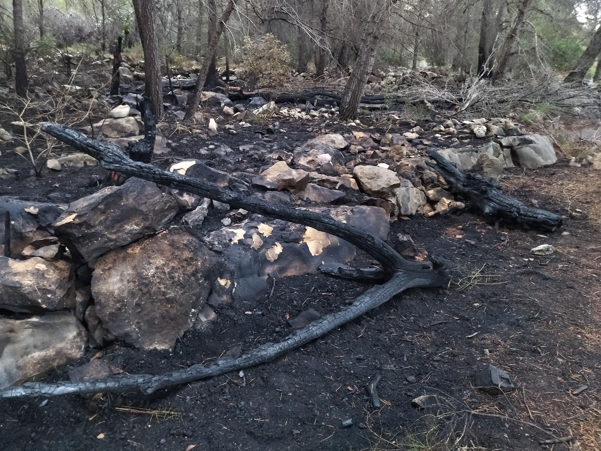 La lluvia refresca el bosque calcinado por el enésimo incendio en el Montgó