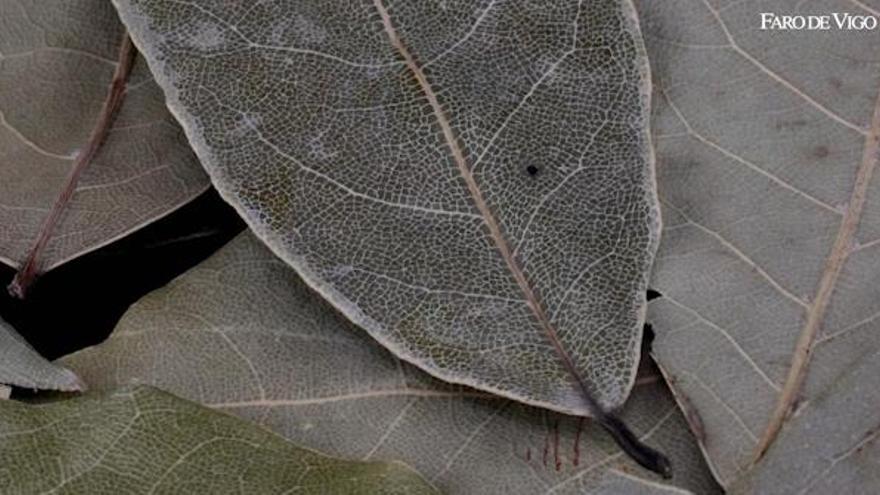 Cómo una hoja de laurel  te quitará años de edad