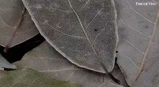 Así es como una hoja de laurel te quitará años de encima: úsala de esta forma para ver sus efectos en pocos días