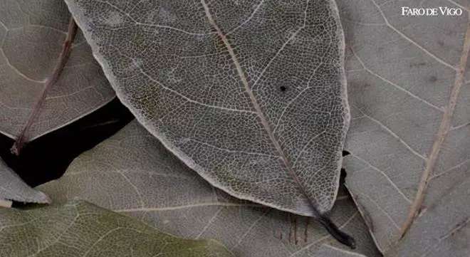 Cómo una hoja de laurel  te quitará años de edad