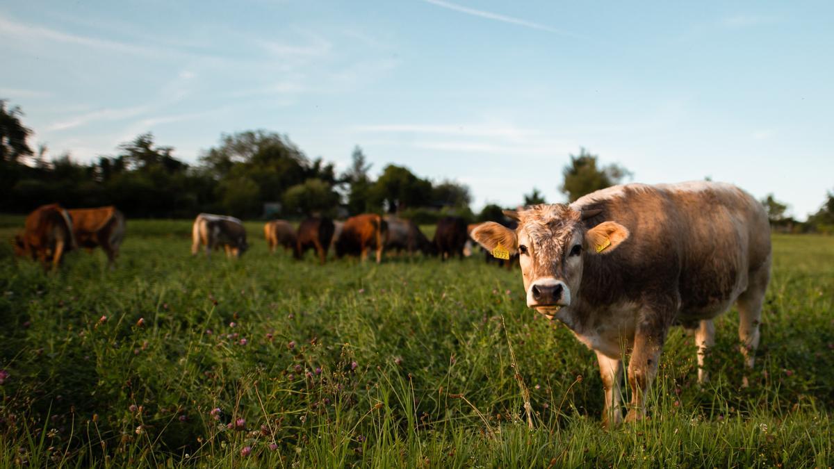 Una vaca en un campo