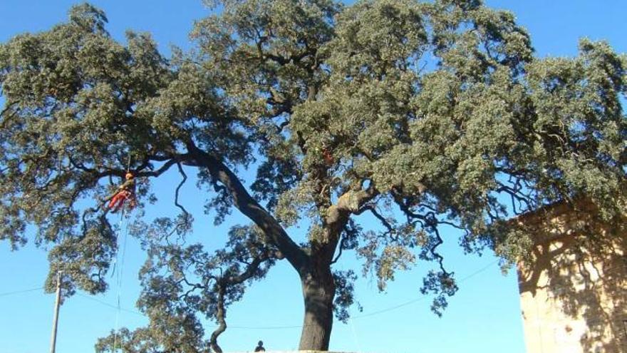 Una empresa de Elda cuida de los árboles monumentales de la Comunidad de Madrid