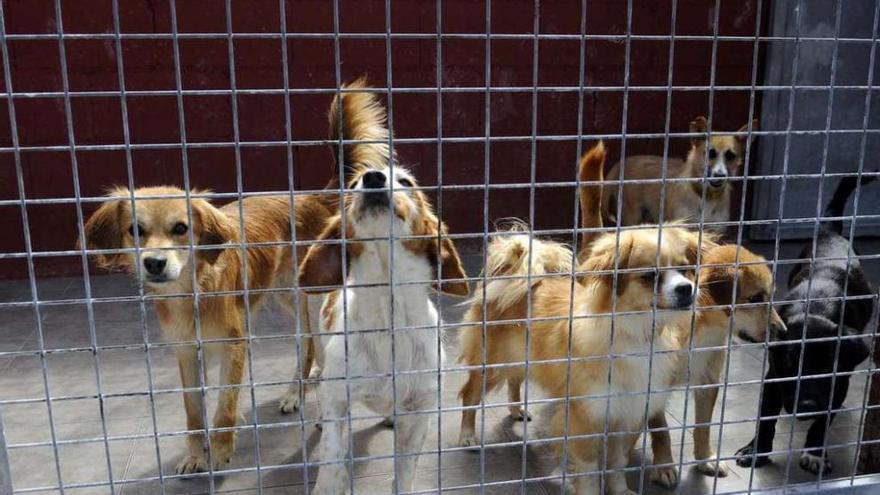Varios perros, en las instalaciones de una protectora gallega. noe parga