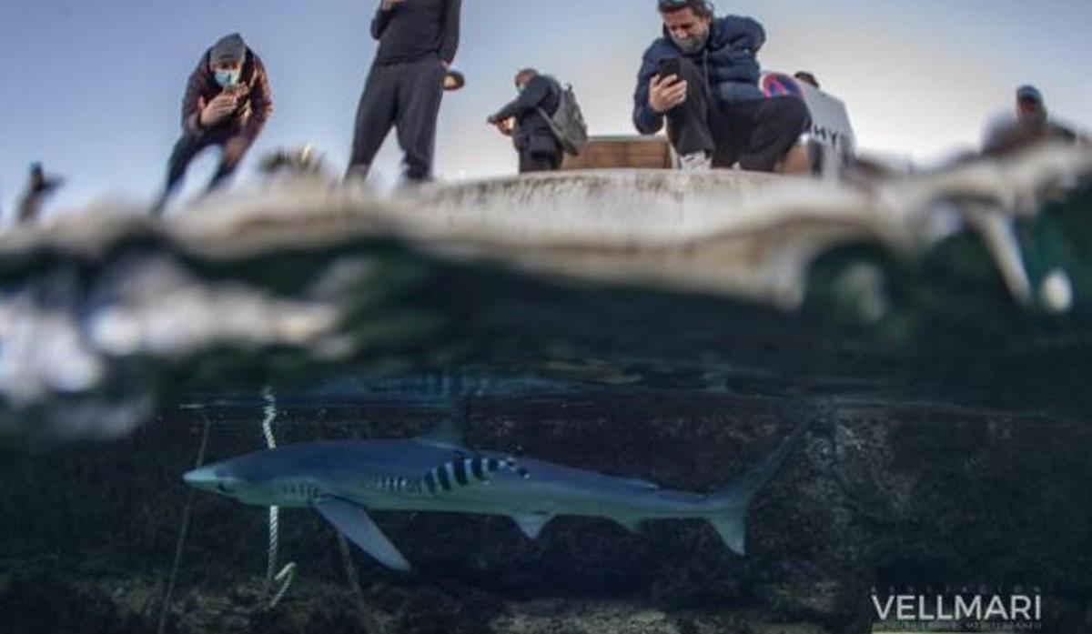 Un tiburón azul entra en el puerto de Formentera