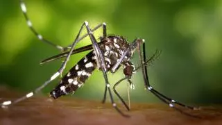 Mosquito tigre: cómo distinguirlo y consejos para evitarlo