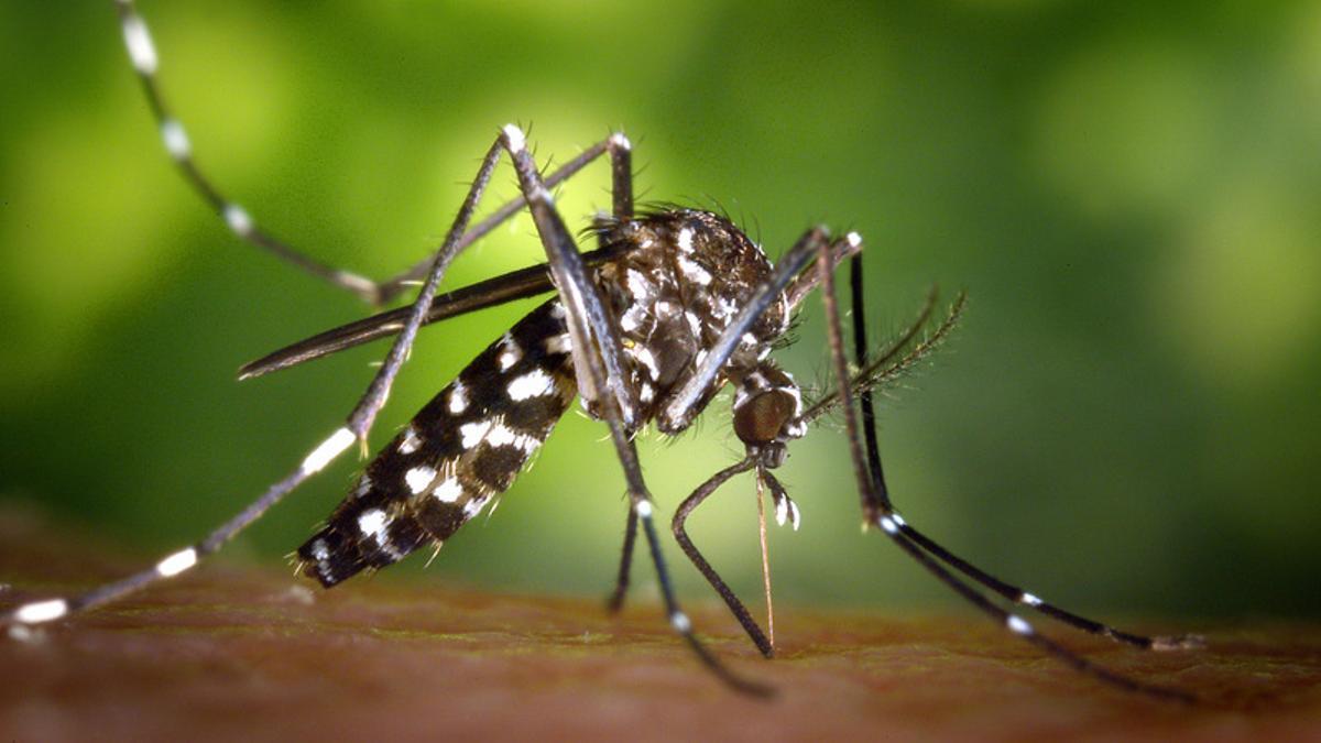 Female aedes albopictus mosquito feeding on a human host