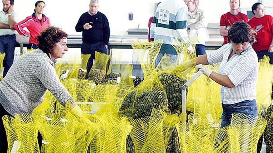 La lonja del marisco de Vigo registró subasta de algunas embarcaciones de la flota de O Morrazo.