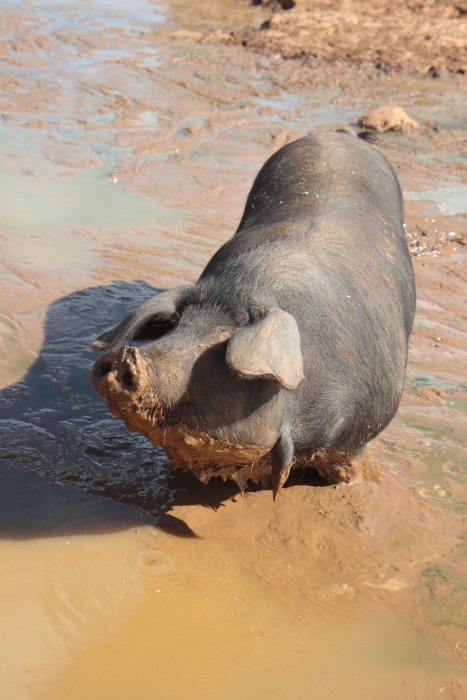 Die Schweine zur Wurst