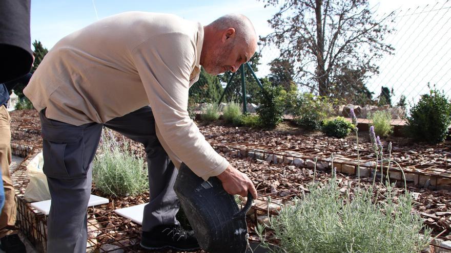 Un treballador cobreix amb terra una urna enterrada en un espai amb plantes a Montjuïc