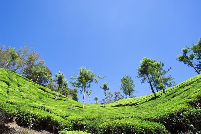 Plantaciones de té Cameron Highlands, Malasia