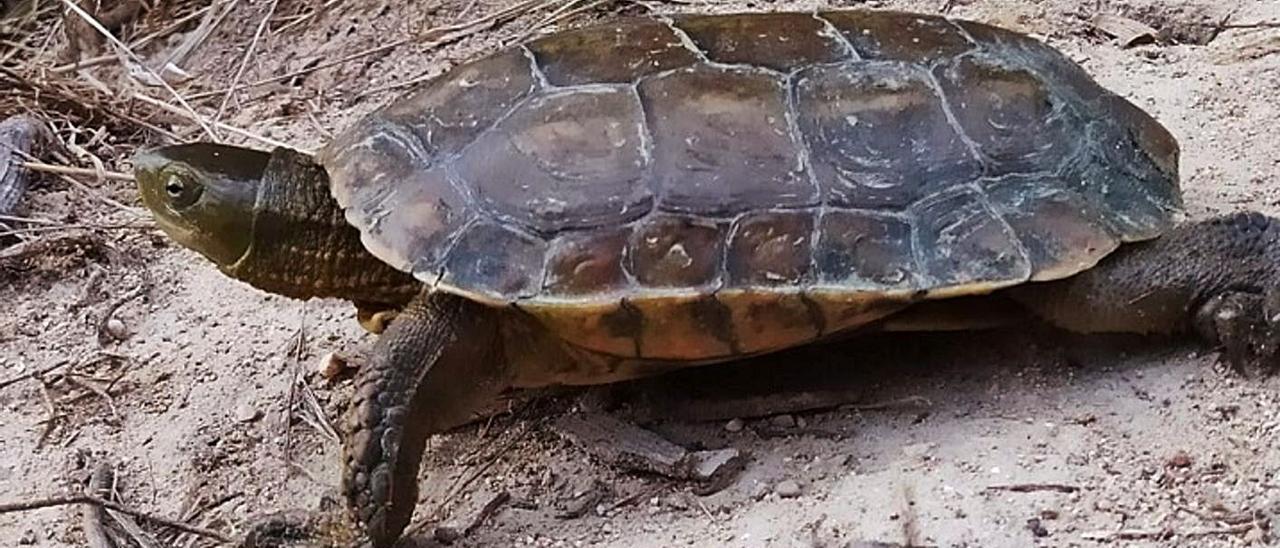 Ecologistas descubren la presencia de la tortuga de agua ibérica en Xàtiva