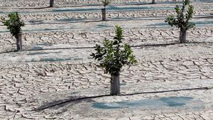 Alerta per sequera a la província d’Alacant