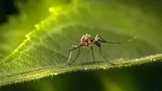 Seis remedios caseros y baratos contra los mosquitos: El mejor repelente y bálsamo contra las picaduras