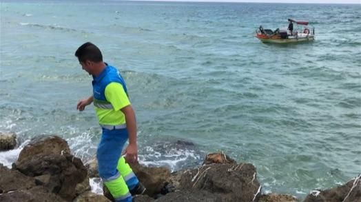 La carabela portuguesa llega a Mallorca: Operativo de limpieza tras encontrar un ejemplar en el Molinar