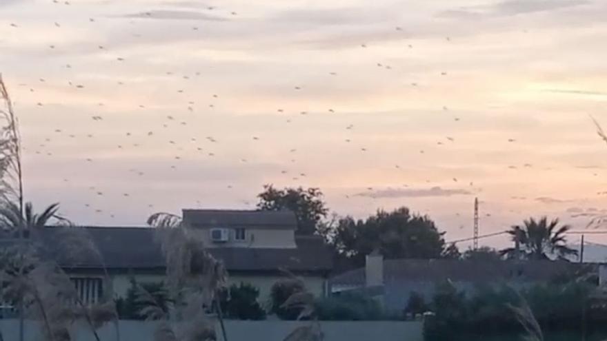 Vídeo: Los mosquitos campan a sus anchas y provocan una situación insostenible en Castellón