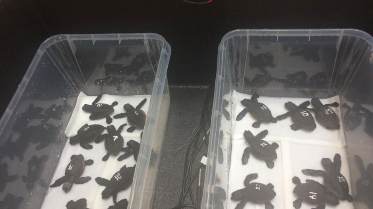 Imagen de las 25 tortugas nacidas en las incubadoras del CRAM