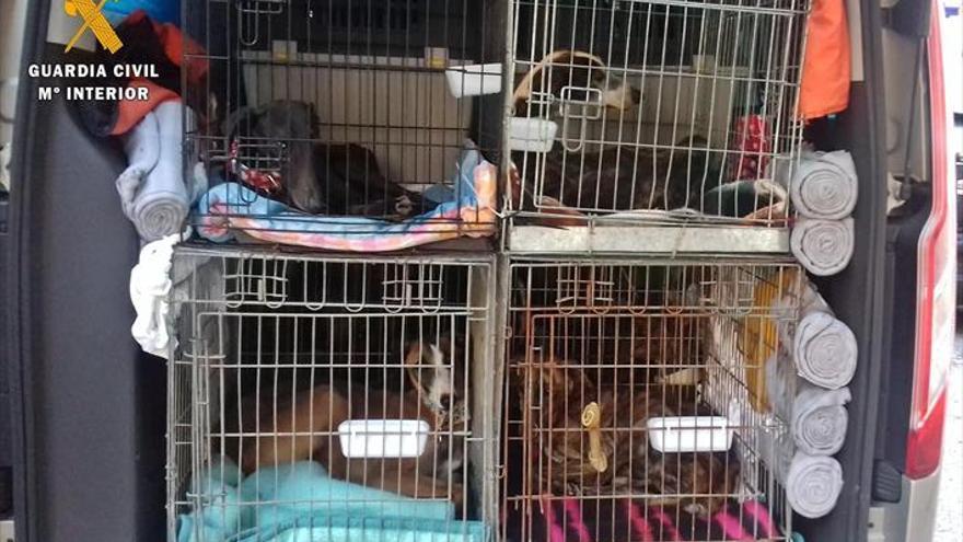 Investigan un posible delito de maltrato animal en el envío de perros a Hungría