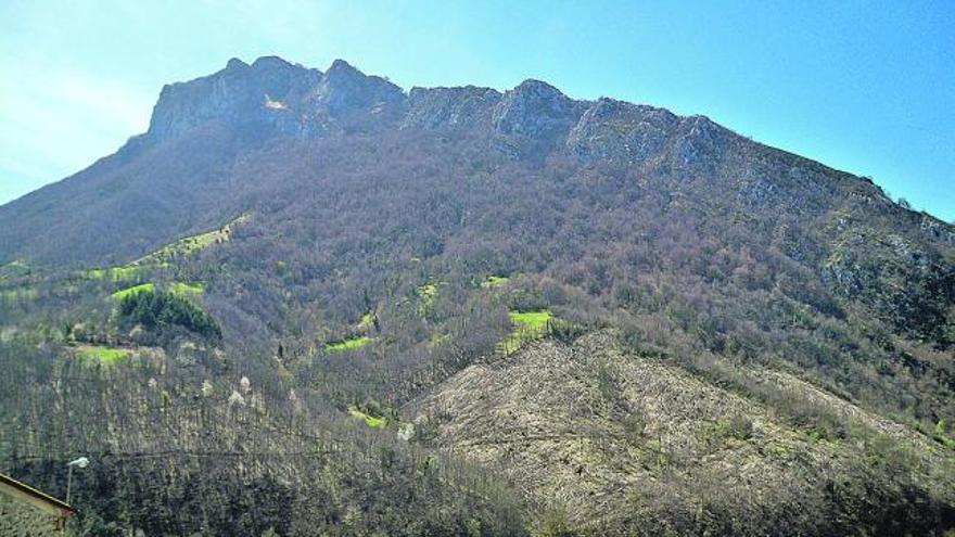 Uno de los montes de Caso en los que se desarrolló hace meses la tala dentro del plan de recuperación del castaño.