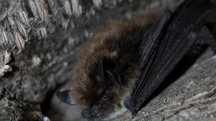 Troben 3 exemplars de ratpenats de bigoti al parc del Cadí-Moixeró