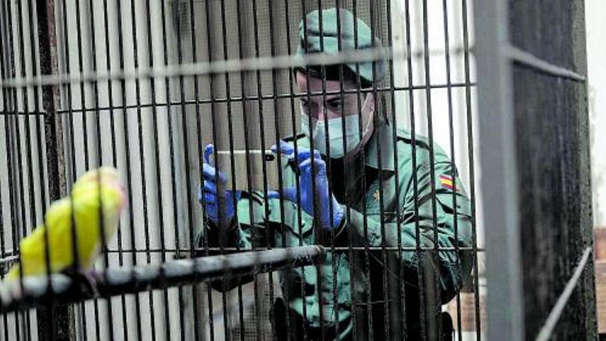 Un guardia civil fotografía con el móvil a un periquito princesa de Gales.   