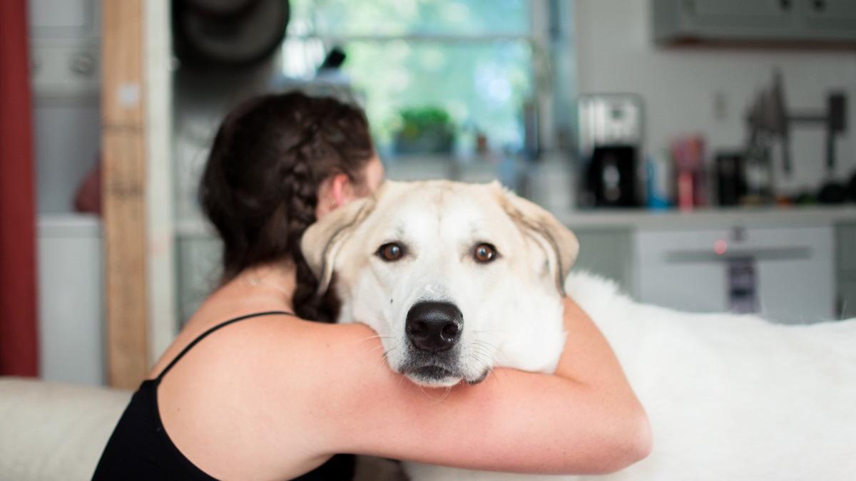 ¿Quién se queda al perro en caso de divorcio?