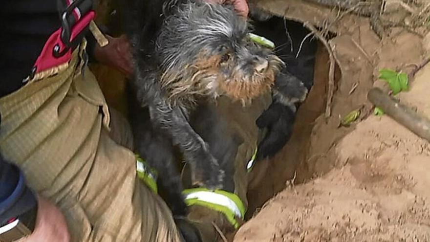 Los bomberos rescatan a un perro de una madriguera