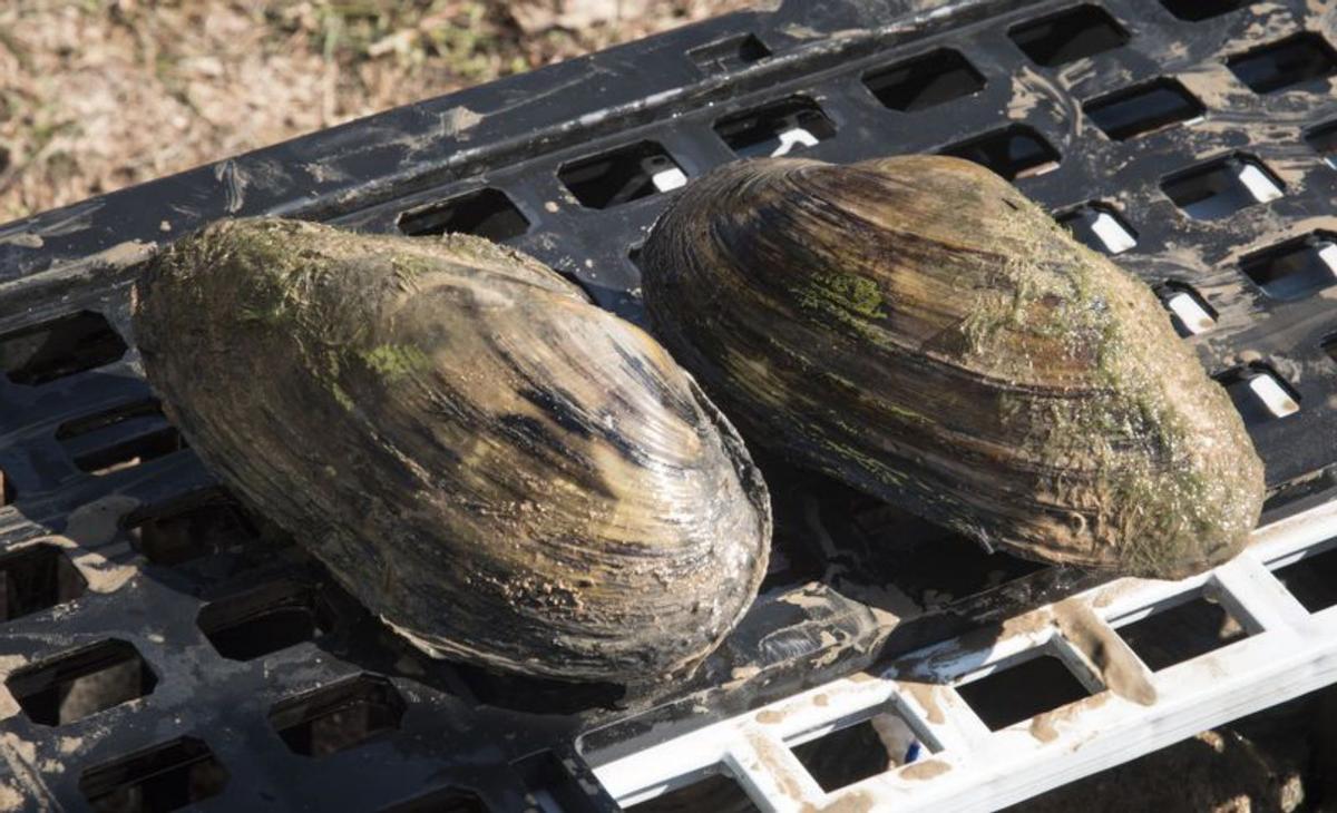 La nàiade indica la bona qualitat de l’aigua | ARXIU/MIREIA ARSO