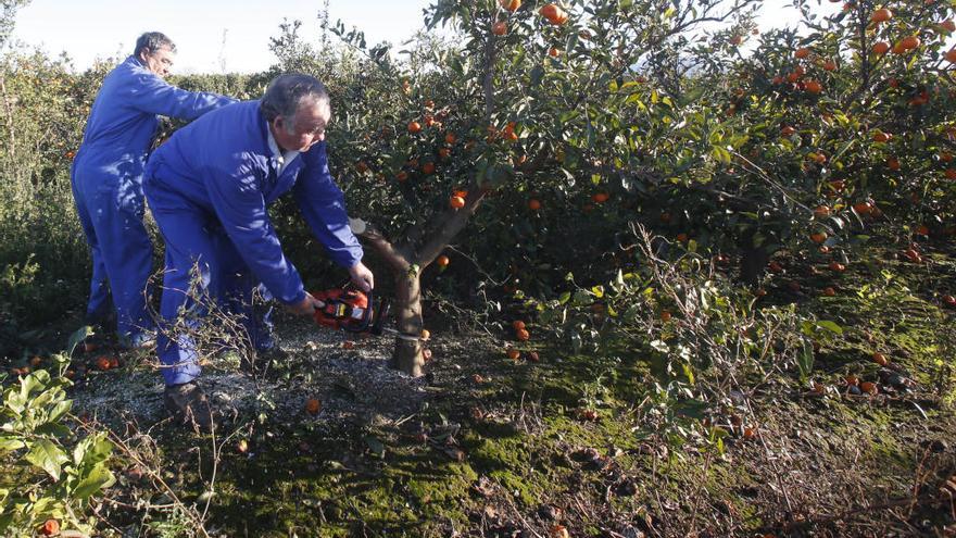 Arranca una hectárea de naranjos para no perder más dinero con el cultivo