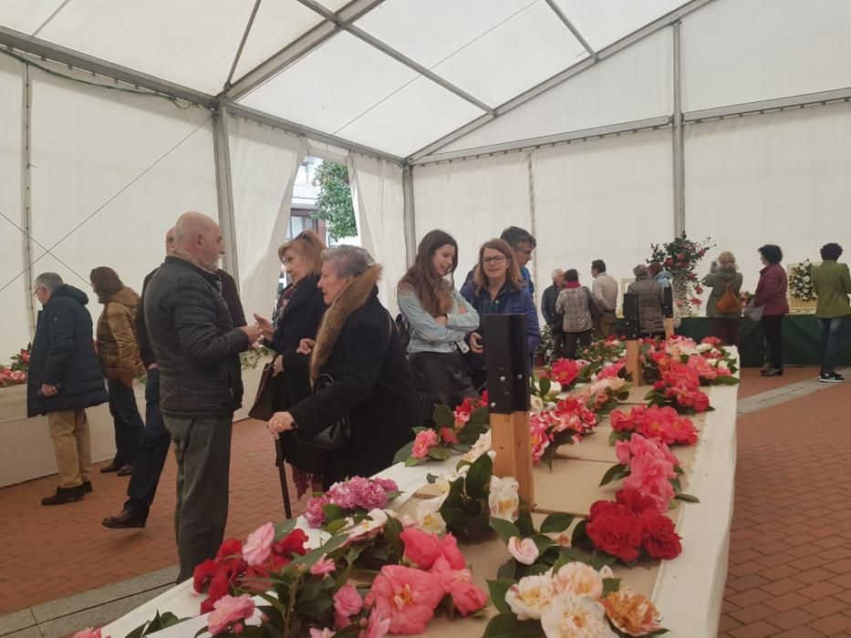 Éxito de la muestra de camelias en Luarca