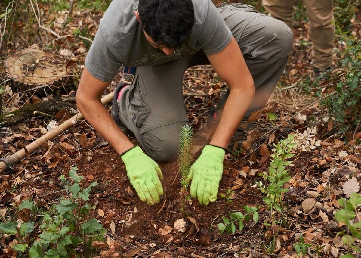 Plantación de un árbol