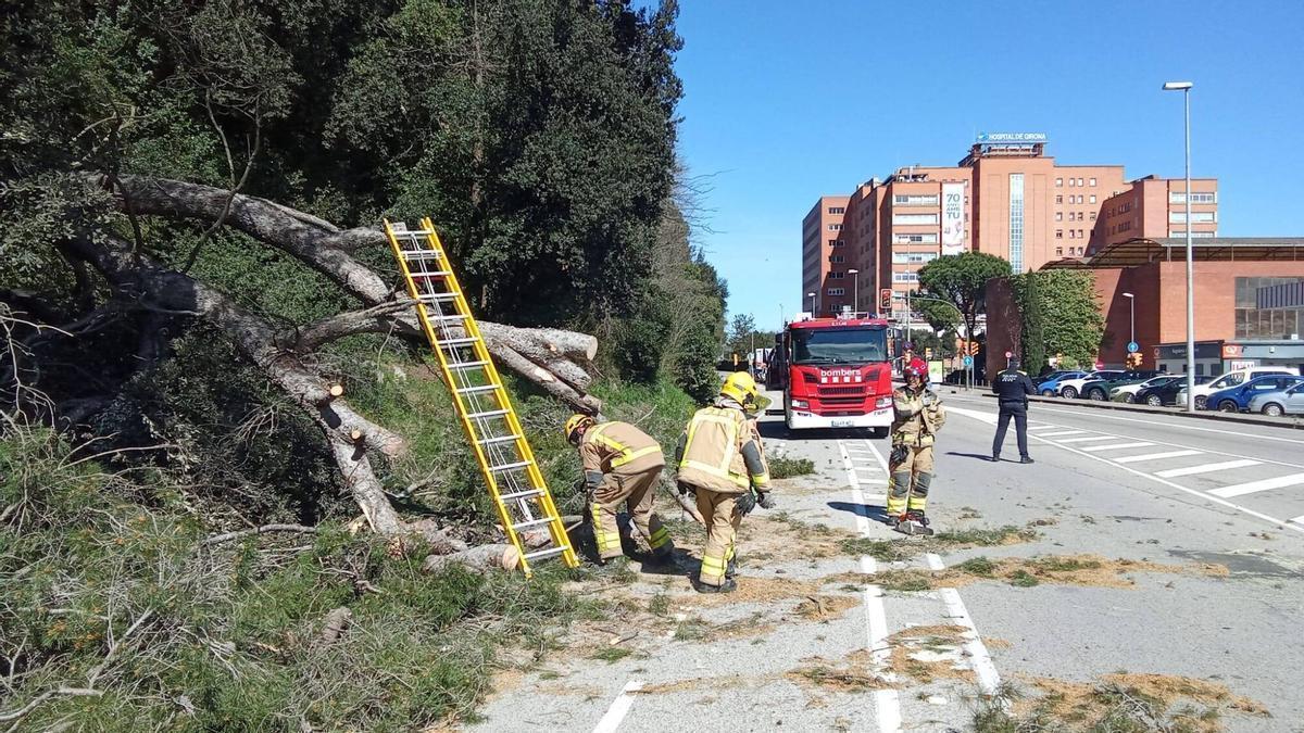 Arbres caiguts a Girona per la ventada