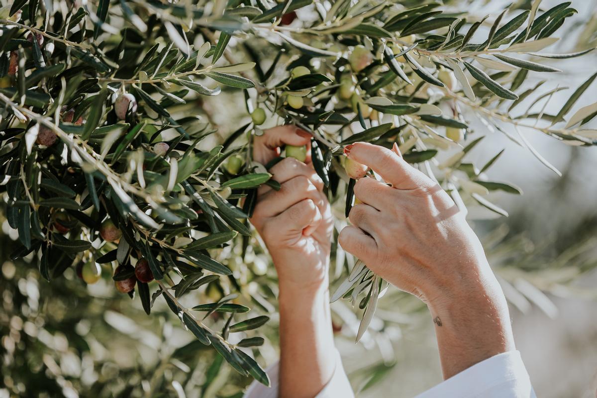 España es el principal productor y exportador mundial de aceite de oliva
