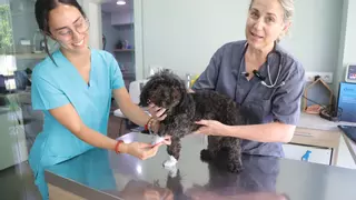María José Delgado, veterinaria cordobesa: "Cuando suben mucho las temperaturas, los perros más viejecitos son más propensos a sufrir un colapso térmico"