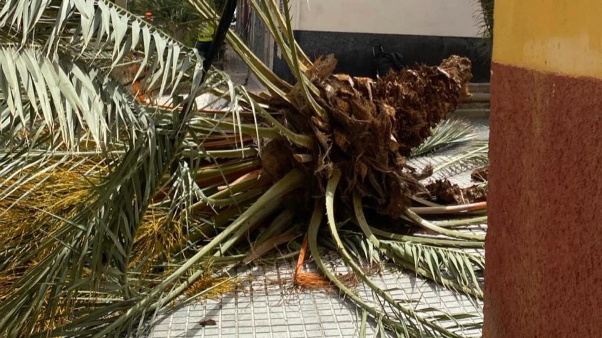 El viento tumba una palmera en Schamann