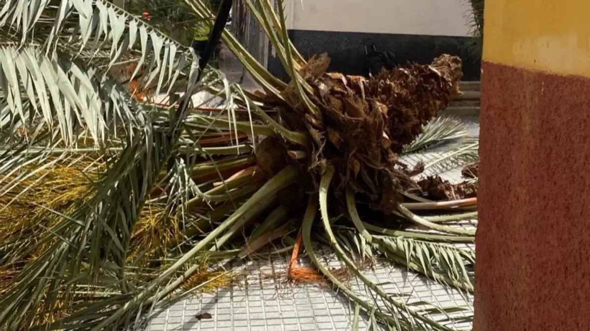 El fuerte viento en Las Palmas de Gran Canaria tumba una palmera en Schamann