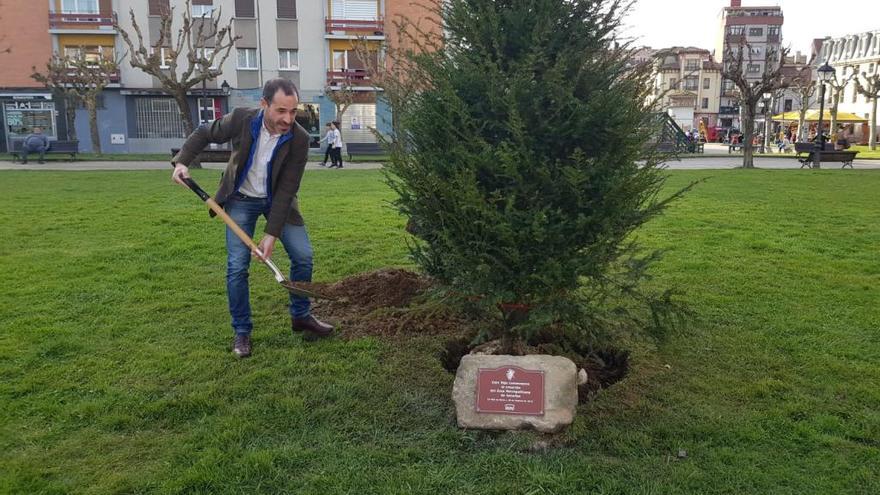 El alcalde de Siero termina de plantar un tejo en la capital del municipio, ayer.