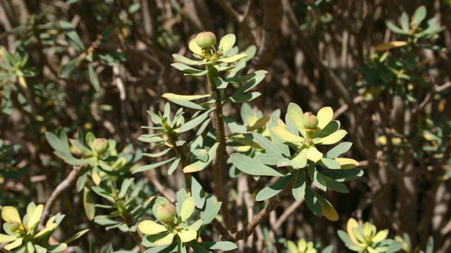 Las más pequeñas crecen y las grandes se reducen: así evolucionan las plantas en Gran Canaria